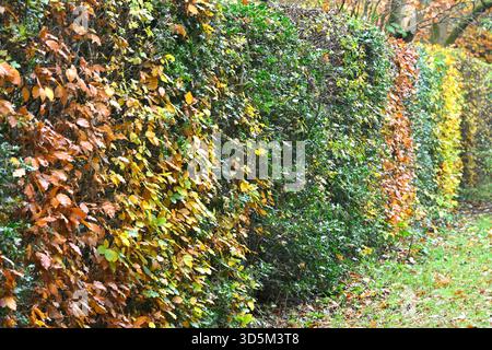 Hêtre vert brun et doré, Fagus sylvatica, et charnon, Carpinus betulus feuillage dans une haie mixte ou tapisserie jardin britannique novembre Banque D'Images