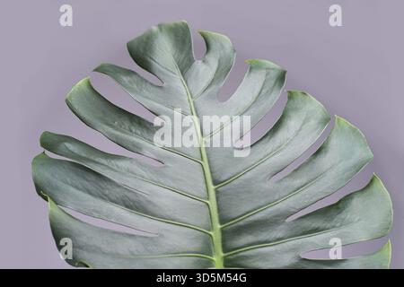 Feuille de monstera vibrante sur fond violet doux soulignant la beauté du feuillage tropical Banque D'Images