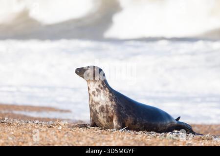 Phoque gris femelle seul sur la plage au bord de l'eau avec des vagues écrasantes en arrière-plan. Blakeney point, Norfolk, Royaume-Uni Banque D'Images