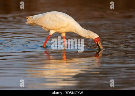 Un bec de cuillère africain (Platalea alba) qui se nourrit dans le parc national Kruger en eau peu profonde, en Afrique du Sud Banque D'Images