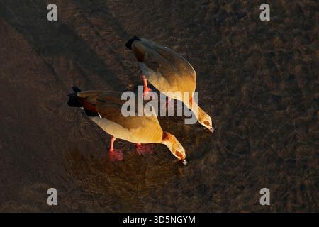 Une paire d'oies égyptiennes (Alopochen aegyptiaca) se nourrissant dans les eaux peu profondes, Parc National Kruger, Afrique du Sud Banque D'Images