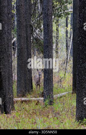 Cerf isolé dans une forêt de pins lodgepole dans le parc interprovincial Cypress Hills en Saskatchewan, Canada Banque D'Images