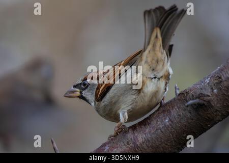 House Sparrow (passer domesticus) se trouve sur une branche. Oiseau chanteur dans l'habitat naturel Banque D'Images