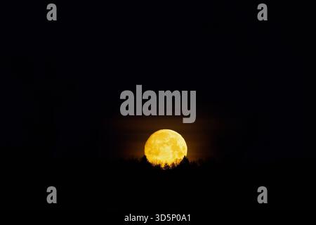 Lever de lune avec des arbres dans silhuett Banque D'Images