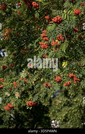 Branches d'arbre Rowan remplies de grappes de baies rouges vives et de feuilles pennées vertes à la fin de l'été Banque D'Images