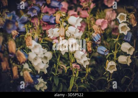 Fleurs fanées au début de l'automne, dans le jardin Banque D'Images