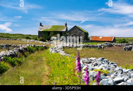 Vieille maison de ferme abandonnée en pierre couverte de vignes en Cornouailles au Royaume-Uni Banque D'Images