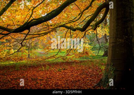 Autumns Golden Bounty à Thorpe Perrow, Yorkshire, Angleterre. Banque D'Images
