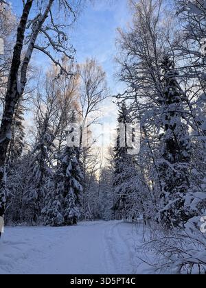 Un paysage hivernal serein dans une forêt enneigée, avec un chemin sinueux flanqué de grands arbres à feuilles persistantes et de bouleaux saupoudrés de neige fraîche Banque D'Images
