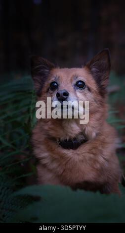 Vieux chien marchant à travers l'environnement forestier dans un cadre naturel extérieur Banque D'Images