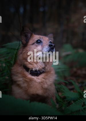 Vieux chien marchant à travers l'environnement forestier dans un cadre naturel extérieur Banque D'Images