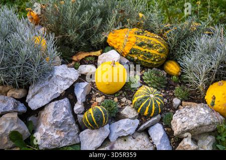 gourdes colorées et rochers dans un cadre de jardin Banque D'Images
