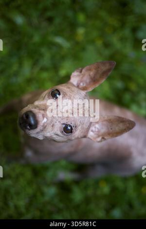 Un Terrier sans cheveux américain regarde vers le haut avec de grandes oreilles visibles en gros plan de haut en bas. La faible profondeur de champ souligne le chien curieux Banque D'Images