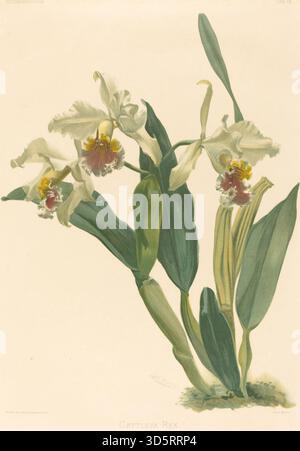 Illustration botanique de Gustav Leutzsch d'après Henry George Moon représentant l'orchidée Cattleya Rex. Le travail met l’accent sur la morphologie de la fleur, y compris les pétales, les sépales et les structures reproductives, montrant une observation botanique précise et un style d’illustration du XIXe siècle. Banque D'Images