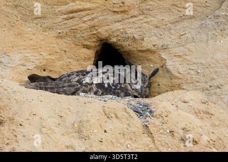 Eurasian Eagle Owl / Europaeischer Uhu ( Bubo bubo ) à son site de reproduction dans une fosse de sable, faune, Europe. Banque D'Images