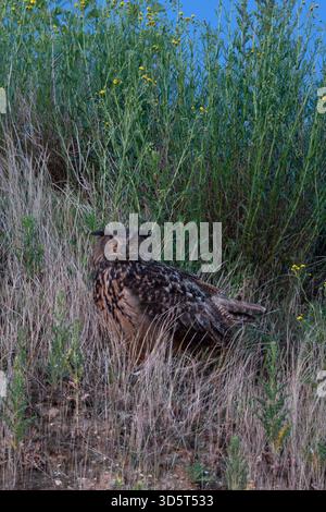 Eurasian Eagle Owl / Europaeischer Uhu ( Bubo bubo ), adulte, assis, regarder pour ses poussins, yeux orange vif, au crépuscule, la nuit tombée, la faune, Europe. Banque D'Images