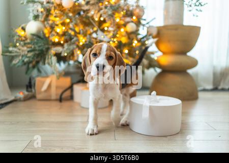 Drôle de chien chiot mignon beagle avec boîte-cadeau jouant près de l'arbre de Noël à la maison à l'intérieur. Préparation pour les vacances. Chien de compagnie reposant à la maison avec des décorations de Noël. Joyeux Noël concept Banque D'Images