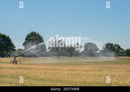 Arroseur portatif pulvérisant de l'eau sur des terres agricoles pendant un été de sécheresse. Banque D'Images