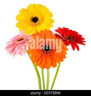 Gerbera fleurs bouquet isolé sur fond blanc Banque D'Images