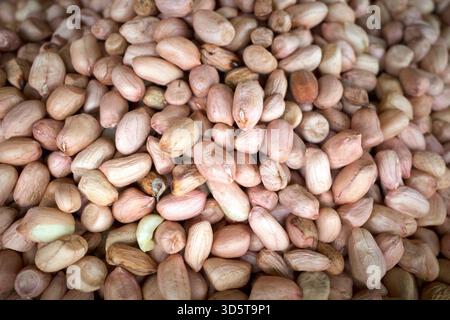 Les graines d'arachide, également connues sous le nom d'arachide ou de noix de singe, et classifiées taxonomiquement comme Arachis hypogaea. Banque D'Images