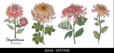 Chrysanthème mois de naissance novembre ensemble d'art floral Illustration de Vecteur