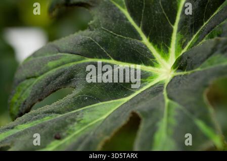 Feuilles vertes lobées distinctives avec veines plus claires et tiges poilues, gros plan du feuillage tropical. Banque D'Images