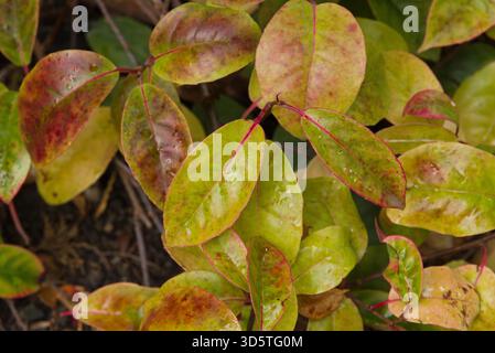 Arbuste grimpant à feuilles ovales brillantes teintées de rouge, originaire d'Asie de l'est, cultivé pour le feuillage ornemental et les baies. Banque D'Images