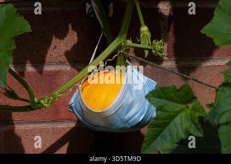 Citrouille jaune sur la vigne cultivée verticalement et soutenue à l'aide d'un masque facial. La citrouille est centrale et les feuilles sont autour des bords extérieurs de l'image. Banque D'Images