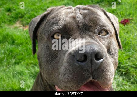 Gros plan d'une canne Corso ou d'un Mastiff italien Banque D'Images