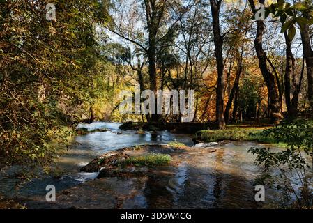 La rivière tranquille coule à travers une forêt luxuriante, créant un paysage serein et pittoresque Banque D'Images