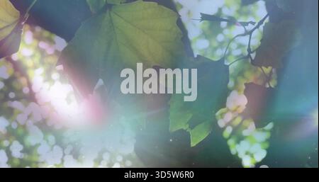 Grappe incandescente de feuilles d'érable vertes montrant des veines sous la canopée des arbres, avec un éclat de lentille Banque D'Images