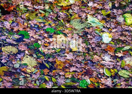 Gros plan d'une masse de feuilles d'automne dans différentes couleurs formant des motifs et des formes abstraites Angleterre Royaume-Uni Banque D'Images