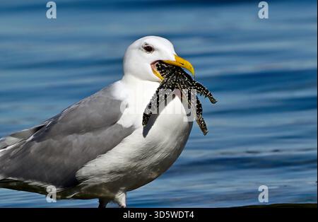 Une image en gros plan d'un goéland adulte à ailes glaucous, 'Larus hyperboreus', tentant d'avaler une grosse étoile de mer qu'il a attrapée sur une plage de Vancou Banque D'Images