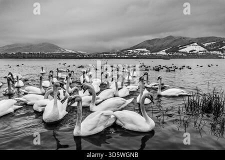 Un grand groupe de cygnes et de canards se rassemblent sur un lac d'hiver, encadré par des collines et des montagnes enneigées. Banque D'Images