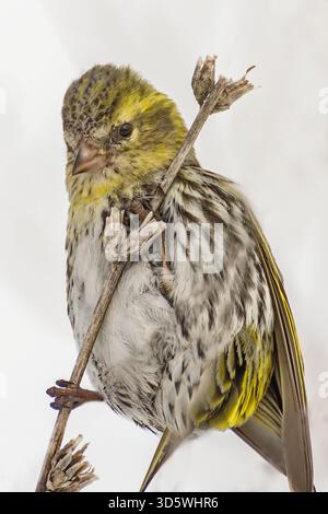 Un Yellowhammer se perche sur une tige séchée dans un champ enneigé, sa couronne jaune luisant contre le blanc. Banque D'Images