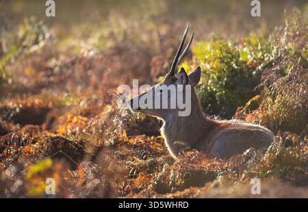 Un jeune cerf de cerf rouge sauvage (Cervus elaphus) avec des bois à épis couchés dans un bracken doré dense pendant la lumière matinale automnale au lever du soleil, au Royaume-Uni. Banque D'Images