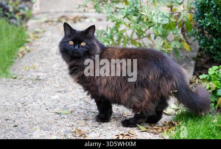 Un beau chat noir domestique à cheveux longs debout sur un chemin de jardin en béton, alerte avec des yeux ambré lumineux, entouré de feuillage vert et tombé le Banque D'Images