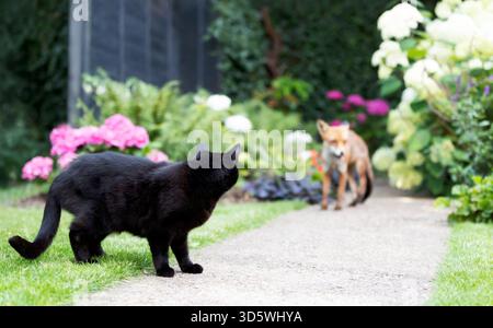 Un chat noir domestique se tient sur un chemin de jardin regardant vers le renard rouge urbain sauvage (Vulpes vulpes) dans un jardin d'été animé, Royaume-Uni. Banque D'Images
