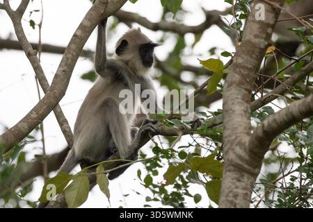 Un langur gris est assis sur une branche et cherche des fruits comestibles. Banque D'Images