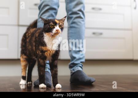 Chat tabby brun se tient calmement par sa jambe propriétaire dans une cuisine à la maison. Chat profitant d'un moment domestique calme. Banque D'Images