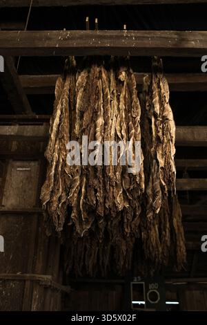 Grange en bois avec feuilles de tabac séchées suspendues, boîte à nourriture verte et équipement agricole rustique Banque D'Images