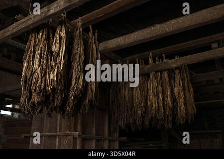 Grange en bois avec feuilles de tabac séchées suspendues, boîte à nourriture verte et équipement agricole rustique Banque D'Images