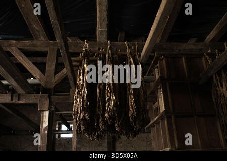 Grange en bois avec feuilles de tabac séchées suspendues, boîte à nourriture verte et équipement agricole rustique Banque D'Images