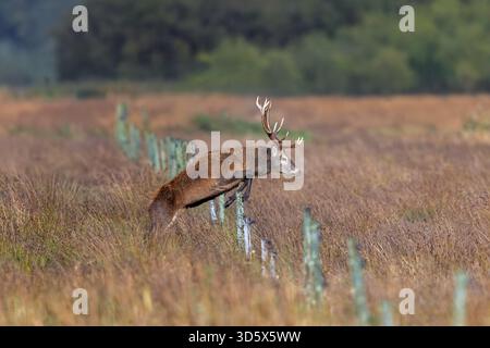 Cerf rouge (Cervus elaphus) cerf avec de gros bois sautant par-dessus la clôture dans les prairies en automne / automne Banque D'Images