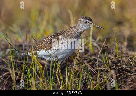 Pier de sable des bois (Tringa glareola) adulte en élevage de plumage en milieu humide au printemps Banque D'Images
