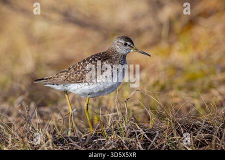 Pier de sable des bois (Tringa glareola) adulte en élevage de plumage en milieu humide au printemps Banque D'Images