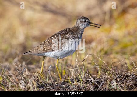 Pier de sable des bois (Tringa glareola) adulte dans le plumage de reproduction appelant dans les terres humides au printemps Banque D'Images
