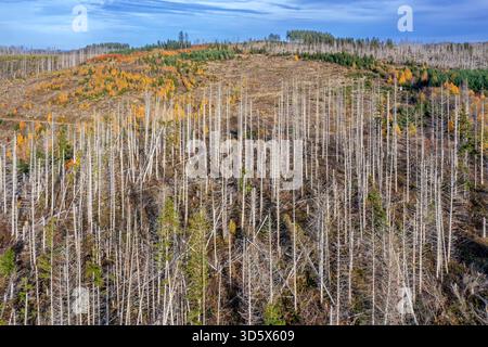 Vue aérienne sur la forêt avec des épinettes mortes dans les montagnes du Harz, dommages causés par l'infestation de coléoptères, Harz NP, Saxe-Anhalt, Allemagne Banque D'Images