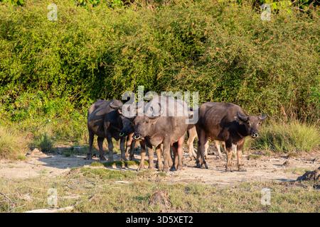Buffle d'eau asiatique, Bubalus bubalis, troupeau de buffles près de la plage, île Flores, Indonésie Banque D'Images