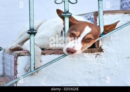 Un chien allongé sur les escaliers avec sa tête à travers les balustrades. Banque D'Images